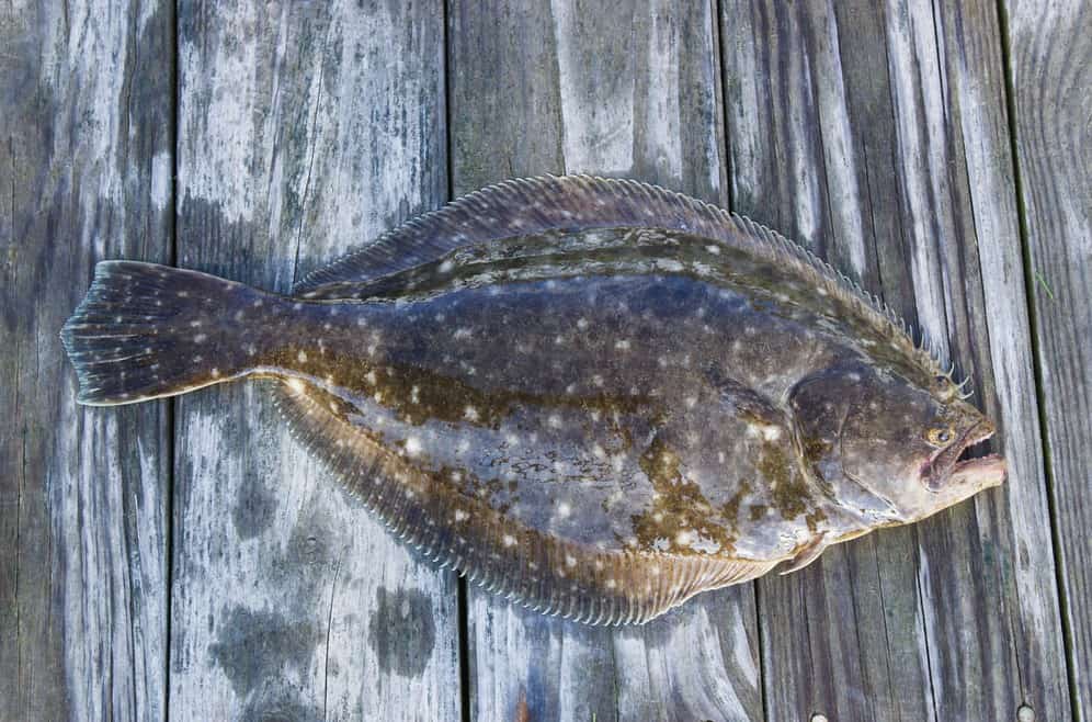 What’s A Flounder